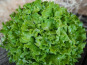 Les Jardins de Gérard - Salade Batavia Bio