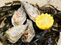 SARL O GRE DES VENTS - 36 Huitres Cresues de Normandie N3