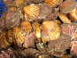 Saint Kerber - Cancale - Coquilles Saint Jacques de plongée 6kg