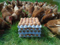 La Ferme de l'Abbaye - Oeufs de Poules Rousses Lohman (4 plaques de 30 œufs)