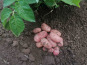 Ferme de Carcouet - Pommes de Terre Primeur Rouge Bio - 15 kg