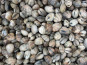Aquaculture Chez Jaouen - Palourdes 3kg