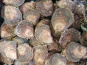 Huitres Damerose - Huitres Plates calibre M (moyen) - 2 douzaines (25 pièces)