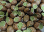 Limero l'Escargot Mayennais - Coquilles D'escargots Gros Gris FRAIS AU BEURRE PERSILLE