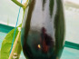 Ferme Joos - Aubergines - à l'unité