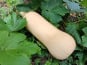 Aux Jardins des Colibris - Courge Butternut Bio entière