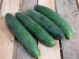 La Boite à Herbes - Concombre Noa - 1 Pièce