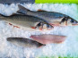 Ocean Frais - Filets de Bar Sauvage avec peau x6
