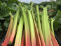 Maison Vermes - Producteurs de Rhubarbes - Rhubarbe Mira - 5kg
