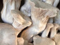 Naturélium - Le pleurote du panicaut 1,5kg