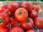 Le Pré de la Rivière - Tomate bio Ronde Paola 1,5kg- Origine France