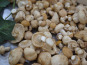 Trapon Champignons - TRICHOLOMES DE LA ST GEORGES
