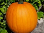 Ferme de Cernunnos - Jack O'Lantern (Halloween !)