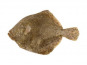Ma poissonnière - Turbot Vidé - Pièce De 1,5 Kg