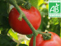 Mon Petit Producteur - Tomate Ronde Paola Bio [vendue Par 3 Kg]