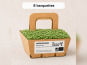 Ma Micropousse culinaire - Micro-pousses bio de roquette - 8 barquettes