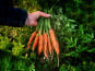 La Ferme d'Artaud - Carottes fanes 1kg