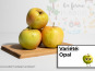 La Ferme des Prun'Elles - Pomme Opal