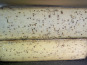 Fromagerie de la Ferme des Hetz - Tomme au Cumin 1kg