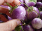 Maison du Pruneau - Cueillette du Gascon - Aubergine Thaï Lavender ( mini aubergines ) 800gr