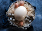 La Ferme Enchantée - Oeuf EXTRA FRAIS d'Autruche 1kg500