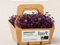 Ma Micropousse culinaire - Micro-pousses bio de radis pourpre – 4 barquettes