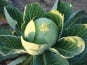 Aux Jardins des Colibris - Choux pomme blanc Bio