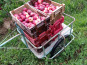 Massot Delphine et Garrigue Marc - Peches et/ou nectarines du Roussillon BIO pour jus, confiture ou compote