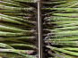 Asperges Guirao - Asperges vertes - 2,5kg - cal 22