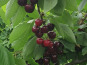 Vergers des brunots - Cerises 2kg