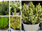 L’Oliveraie du Coudon - LOT DE 6 POTS PLANTES AROMATIQUES Pot en 12/13