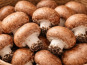 Naturélium - Champignon de Paris brun