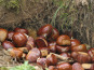 L'Art des Châtaignes - Châtaignes fraîches BIO, Variété Comballe (Catégorie 0/1) provenance Aizac (07) - 5kg