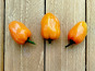 Nature et Saveurs - Ferme Aquaponique et Permacole Astérienne - Piment Habanero frais - 100g