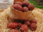 Les Champs Paradis - Pommes de terre "Alouette"