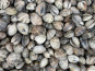 Aquaculture Chez Jaouen - Palourdes 500g