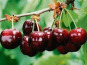 L'OLIVERAIE DU COUDON - CERISE  5KG