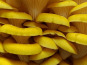 Naturélium - Le pleurote jaune 1kg