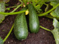 Maréchal Fraicheur - Courgettes - 1 kg