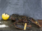Fine de Cancale - Homard Bleu Vivant- 450/600g (1 pièce)