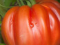 Mon Petit Producteur - Tomate Bio Coeur De Boeuf