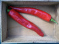 HERBA HUMANA - Piment frais Piquant d'Algérie - 300g