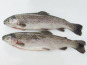 Pisciculture du Ciron - Truite Arc-en-ciel Ikejime, entière éviscérée > 2kg x 1p