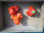 HERBA HUMANA - Piment frais Bonnet D’évêque 300g