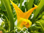 Nature et Saveurs - Ferme Aquaponique et Permacole Astérienne - Fleurs de Courgette