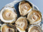 Huîtres Prat-Ar-Coum Alain Madec - Huître plate n°00x50