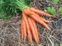 Aux Jardins des Colibris - Botte de carottes nouvelles Bio