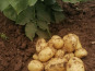 Ferme de Carcouet - Pommes de Terre Allians Bio - 10 kg