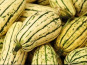 Les Jardins de Mondpa - courge