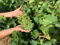 Délit de Gourmandise - Raisin Muscat Blanc du Roussillon Bio - 3kg